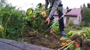 Результаты по выращиванию кормовой свеклы. Наш огород в деревне