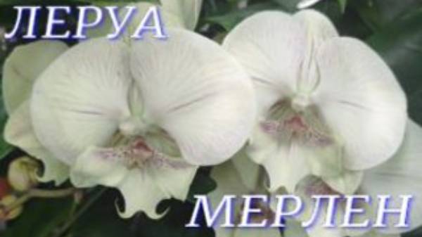 №924/ МНОГО красивых ОРХИДЕЙ в ЛЕРУА МЕРЛЕН