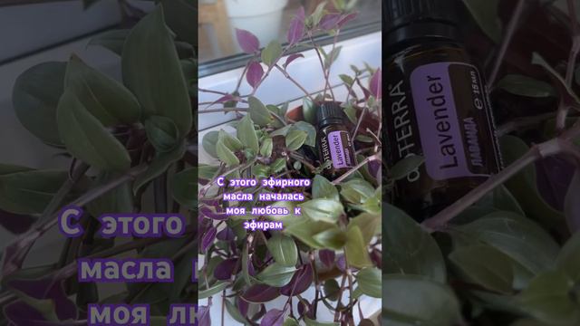 ЛАВАНДА. Натуральное #эфирныемасла #doterra #здоровье