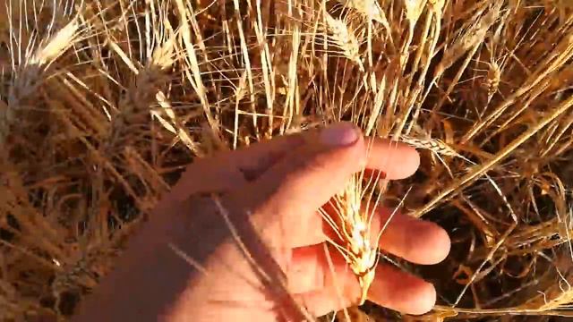 Жнива 2018р. Золотоколоса. смотреть онлайн