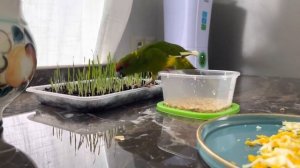 ЗАВТРАК ПОПУГАЯ | НОВОЗЕЛАНДСКИЕ КАКАРИКИ | Breakfast Parrot Kakariki