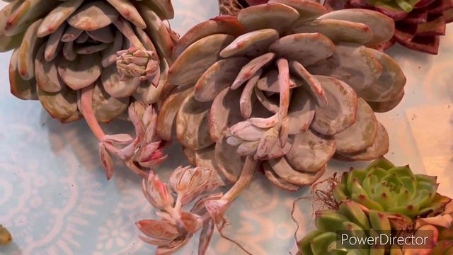 Wow wow the succulent plants are so beautiful : Lauii Moran,Ben badis and robins .I love it .🥰🥰🥰 смотреть онлайн