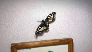 ШОК! Куколка Махаона превратилась в бабочку ЗИМОЙ!