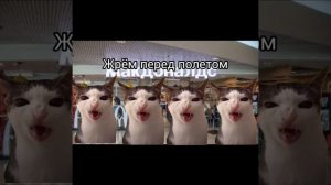Типичное путешествие всей семьёй.#мем #чипичипичапачапа #коты