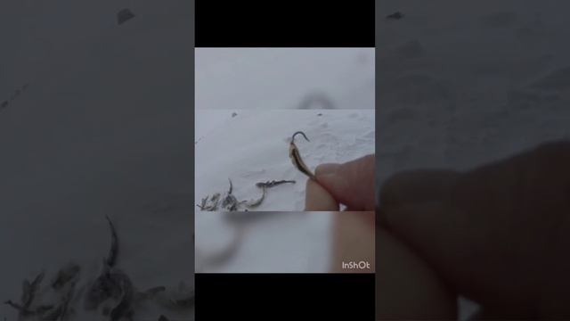 Ловля наваги на блёсны от Mr. Musurok