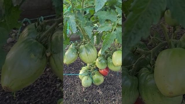 Коллекционные сорта томатов Супер модель и  Король Гумберт