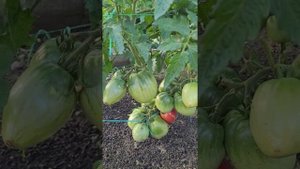 Коллекционные сорта томатов Супер модель и  Король Гумберт