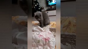 Британская вислоухая кошка Бася охотится на руку