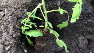 1 Ложка Заменит Сотню Удобрений! Сыпать Весной под Все! Эта Подкормка Уникальная.