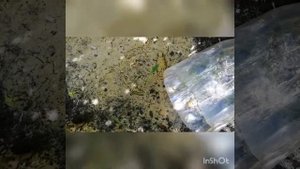 Размножение кустарников зелеными черенками