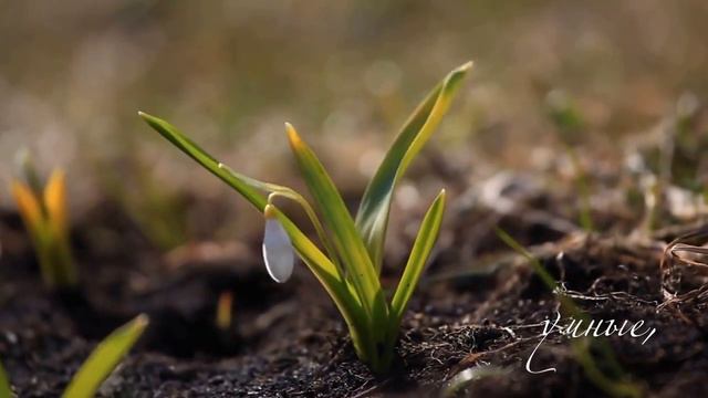 Мамако 8 марта 2016 смотреть онлайн