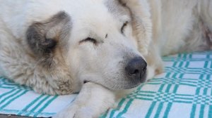 Страдающий ожирением нижегородский пес Кругетс похудел почти на 50 кг