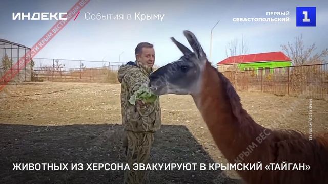 Животных из Херсона эвакуируют в крымский «Тайган»
