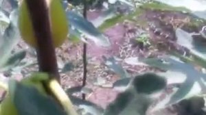 Инжир.  2 год.Плодоношение и сроки созревания.