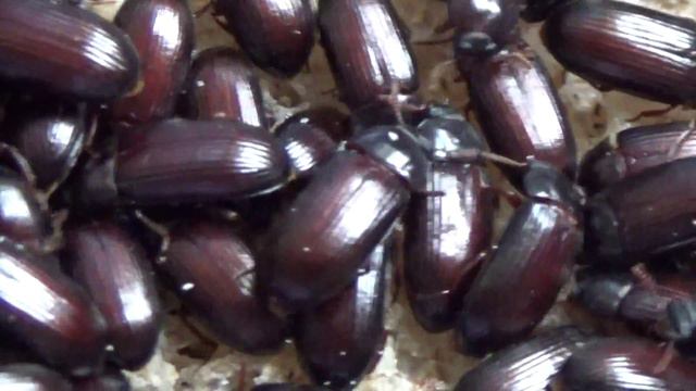 Внимание:  Жук-Знахарь Ulomoides dermestoides: Coleoptera: Tenebrionidae