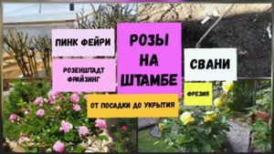 Розы на штамбе.От посадки до укрытия.Пинк Фейри, Фрезия, Розенштадт Фрайзинг, Свани.