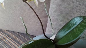 Орхидеи  Несравненные Стюартианы Phalaenópsis stuartiána