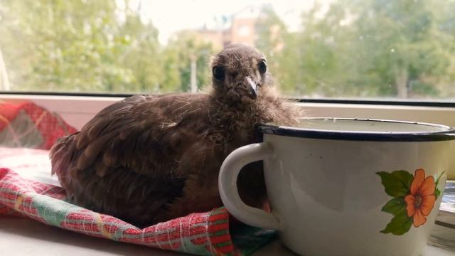 Птенец чайки в домашних условиях.
