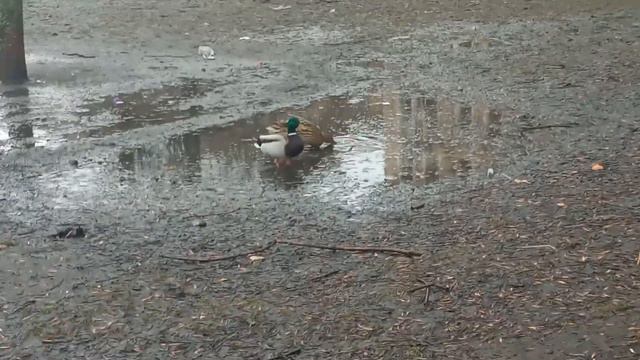 Весна приходит в Питер. Добро пожаловать! смотреть онлайн