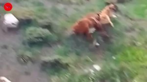 Top 10 Moments Kangals Attack Most Dangerous Wild Animals | Kangal Real Fights - Tough Creatures