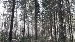 Способ подъёма на дерево для охоты с Седла.