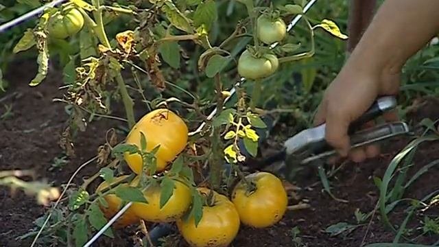 Новые сорта томатов для открытого грунта  Агросемтомс