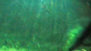 Арапайма. Самая большая пресноводная рыба. Ванкуверский Аквариум. Vancouver Aquarium