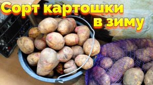 Как выбрать картофель на зиму какую купить ?