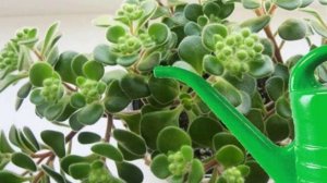 Как поливать дерево любви? Аихризон - полив, подкормка и влажность воздуха.