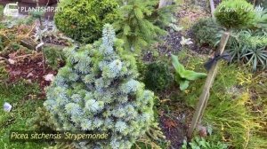 САДЫ ЧЕХИИ?? ЧАСТЬ 7