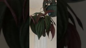 Medinilla ‘Gregori’ Hambali