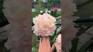 Пион Summer Glow