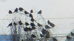 Как выглядит Дрозд рябинник? Дрозды - рябинники Зимой! НАБЛЮДЕНИЯ ЗА РЯБИННИКОМ Turdus pilaris