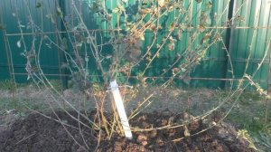 Ежевика Торнфри - подъем на опору.