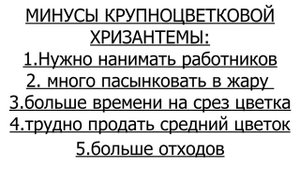 ПЛЮСЫ И МИНУСЫ ВЫРАЩИВАНИЯ КРУПНОЦВЕТНОЙ И ВЕТОЧНОЙ ХРИЗАНТЕМЫ НА СРЕЗ.