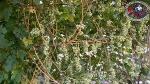 Супер урожайная формировка винограда на полуарке. 100 гроздей на 2 метра #ТриЭкоВиноградник