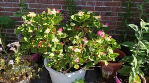 My cottage back garden in mid June 🌱🌿🌸🌺🐝🐞🦋