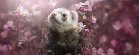 Моё чудо чудное