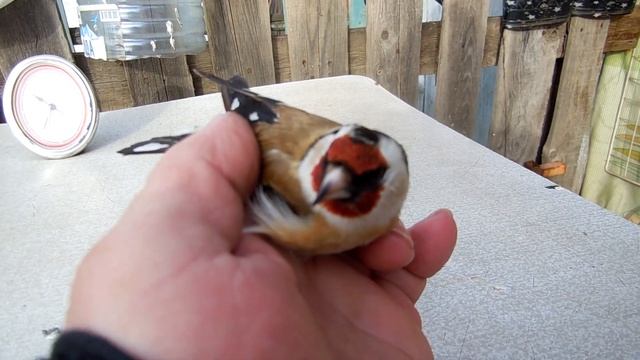 Самка Щегла. Как отличить от самца. смотреть онлайн