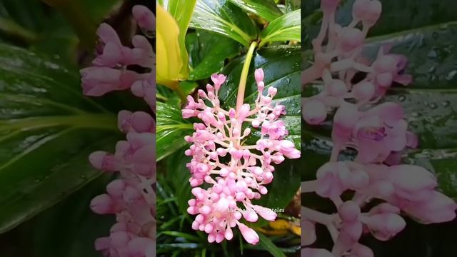 Medinilla Magnifica buds and flowers.