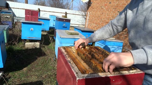 10,02,2018 г, сенсация, пчёлы носят пыльцу. смотреть онлайн