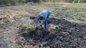 БАТАТ.УБОРКА. ХРАНЕНИЕ. ПРИГОТОВЛЕНИЕ