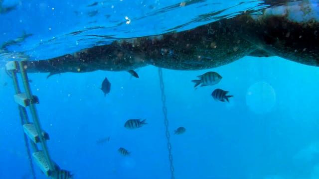 Шарм Эль Шейх. Водичка супер) смотреть онлайн