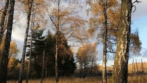 Осенний лес в Подмосковье 24.10. 2022