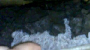 Выращивание шампиньонов в подвале