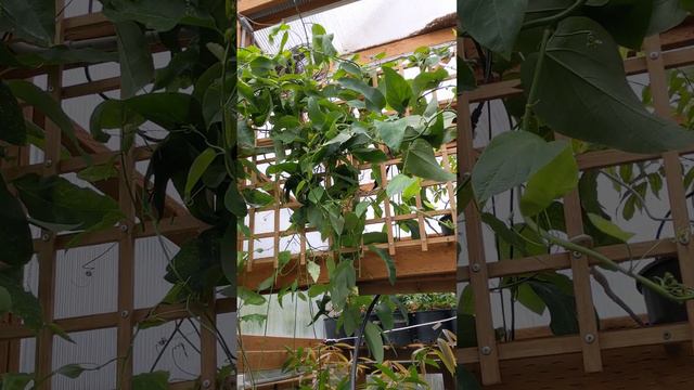 Sweet calabash/Conch apple passion fruit (Passiflora maliformis) greenhouse grown. смотреть онлайн