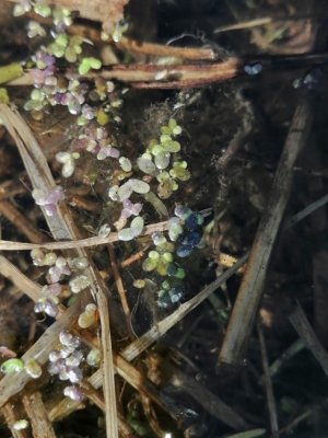 19. Ряска турионообразующая - Lemna turionifera Landolt