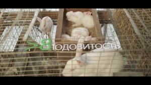 НИИ пушного звероводства и кролиководства имени В.А.Афанасьева