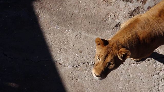 Сказка: любимица публики - ЛЕГЕНДА!!! смотреть онлайн