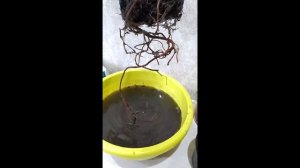 Цветы, растения, пересаживаем шефлера